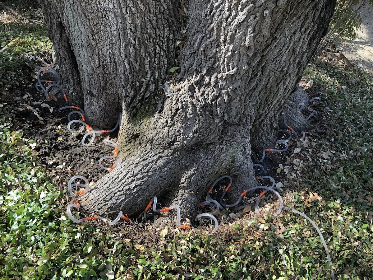 Detailed Tree Cabling and Bracing job site in Joppa