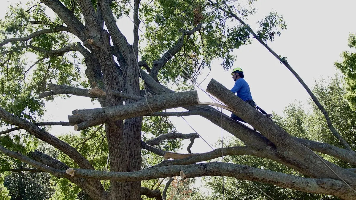 Professional Crown Thinning performed by certified arborists in Joppa